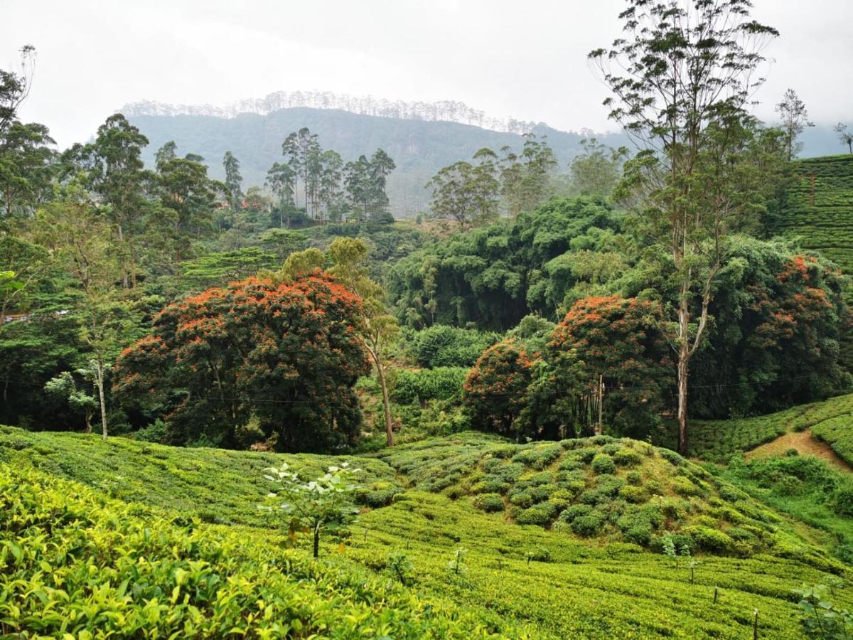 Butterfly Mountain Lake Side Maskeliya Esterno foto